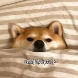 睡前爆笑笑故事