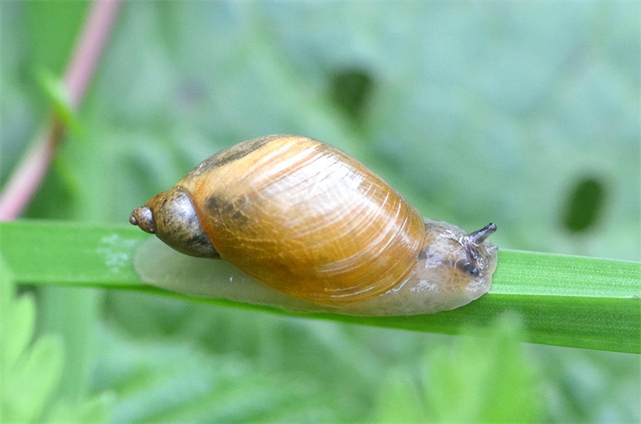 寄生生物究竟有多恐怖?可怕的双盘吸虫