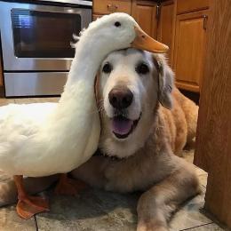 瓜哥的动物日记