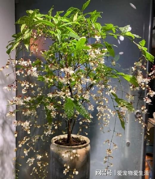 垂枝茉莉花后修剪图片