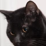 不一样的卡梅拉拉拉