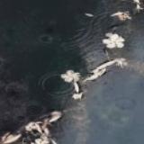 睡莲开的那一天