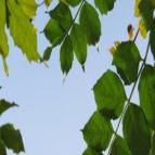 成姐姐马甲骑士