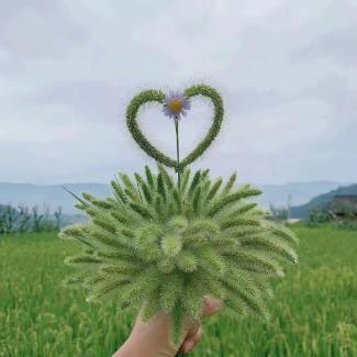 爱生活的八月末