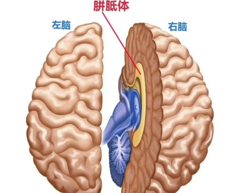 左右脑在头的位置图图片