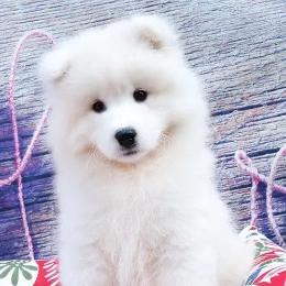 夜的第三重回响