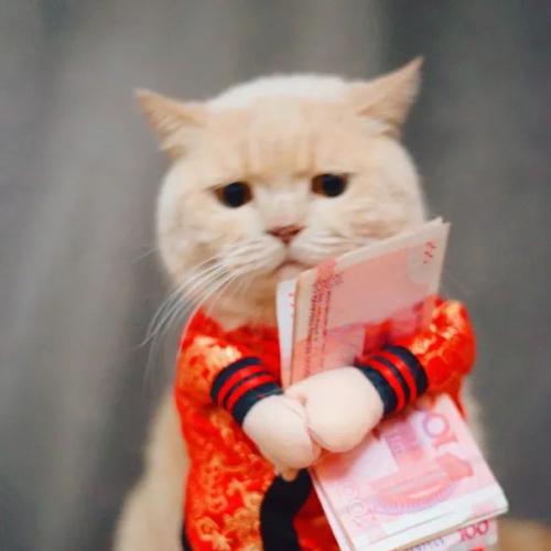 躺平小金库