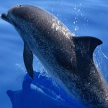 海豚先生情感号