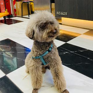 会讲故事的二虫