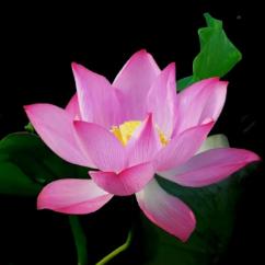 李宝宝心中有机会