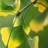 大鹏展翅九天起