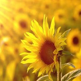 sunflower向阳而开