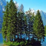 火山上的一滴泪