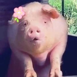 吃了零食再吃饭