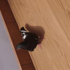 上海宜山路的清柠