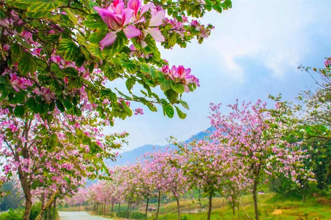 佛山附近花海图片