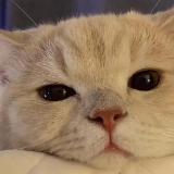 阳光彩虹小白蛇