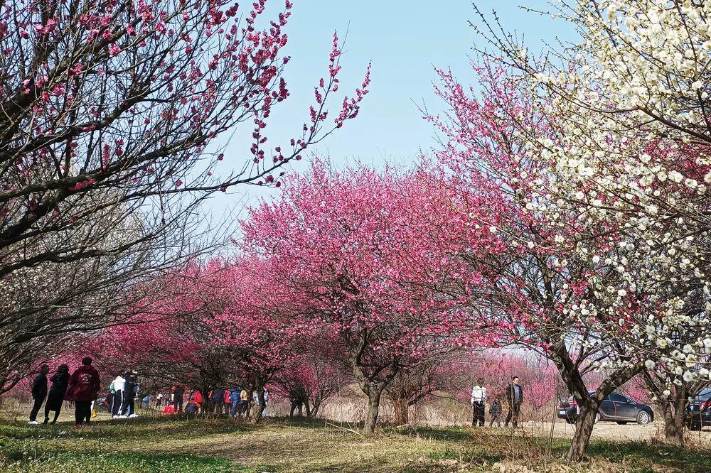 驻马店好玩的景点看花图片