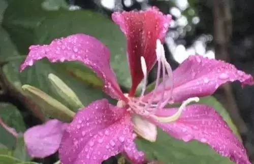 江南油菜花扫黄攻略,黄土高原——窑洞,这些城市的市花你都知道吗?