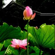 高考向导肖老师