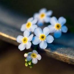 蒙佩尔兰科普馆