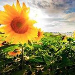 蒙佩尔兰小课堂