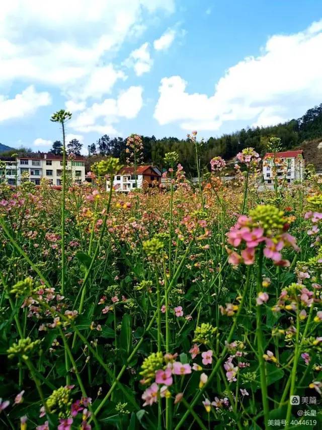 仙游县县花图片