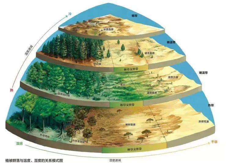 苏巴什古城主要植被图片