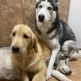 奥斯卡是个高富帅哈士奇本人