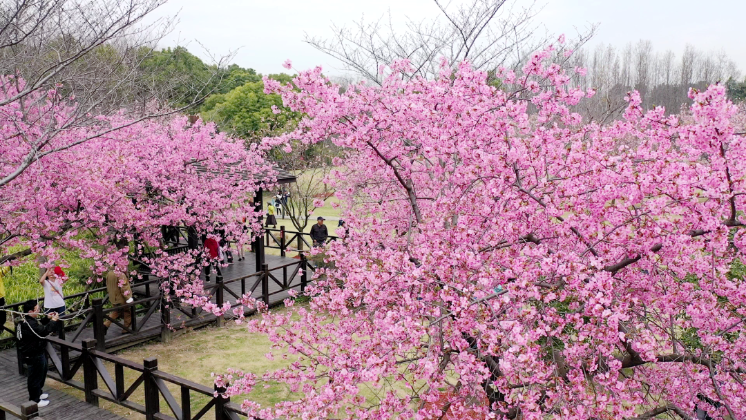 顾村公园园长告诉记者:今天是樱花节的第1天,截至上午11:30,游客量