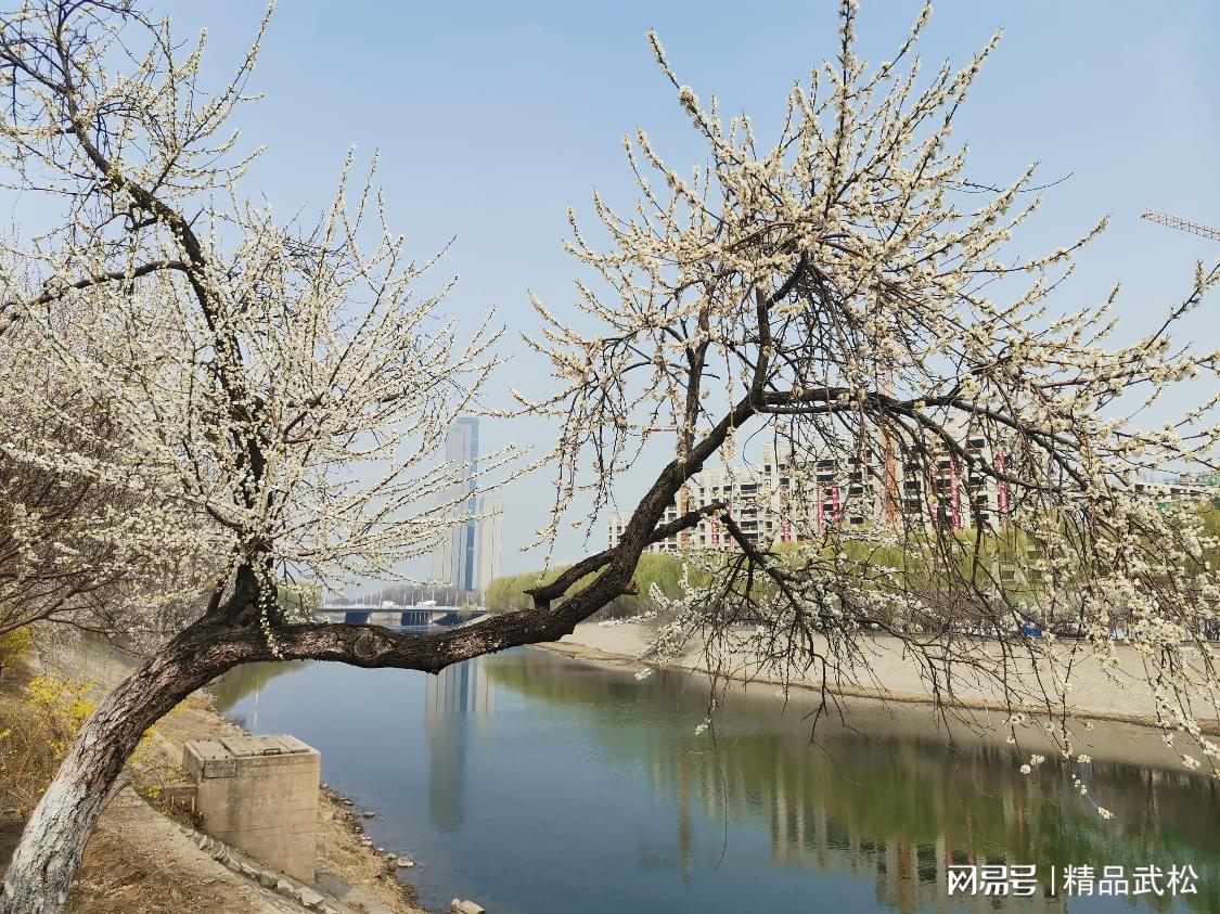 桃花堤天津图片