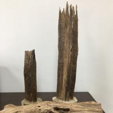 林科院沉香研究团队
