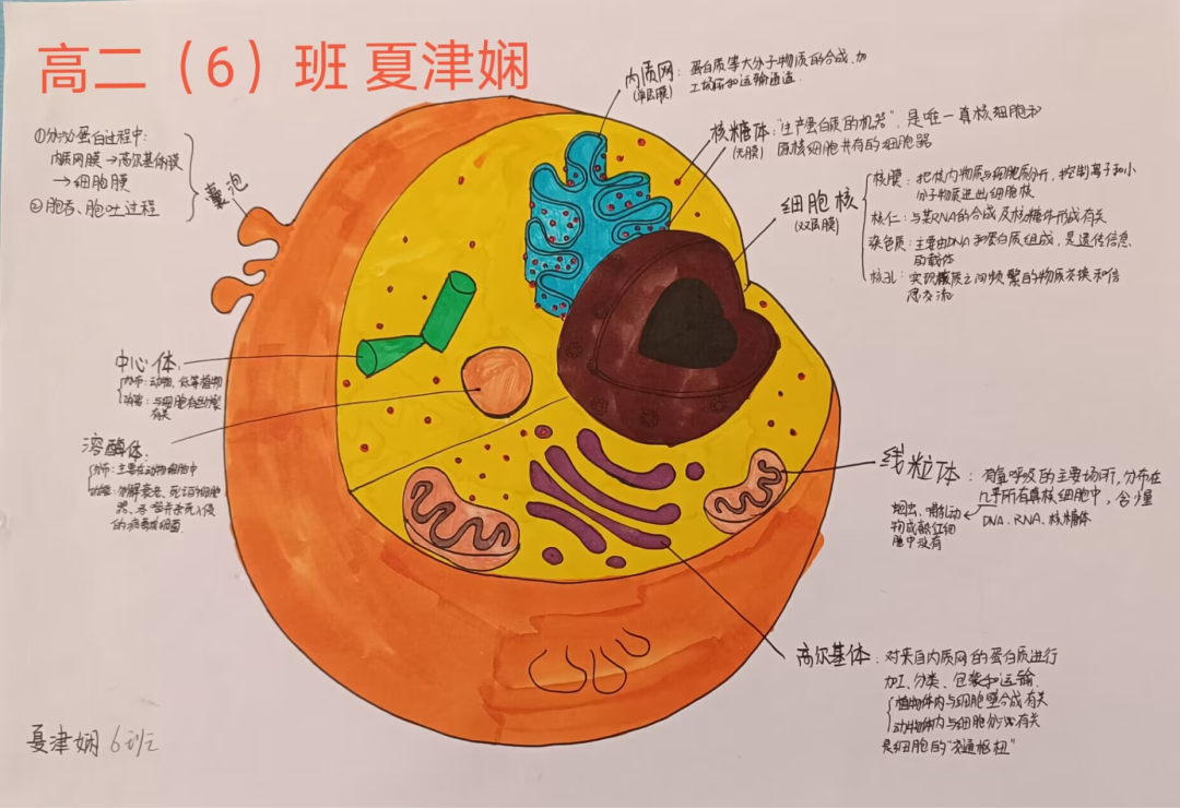 初一生物概念图怎么画图片