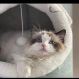 世间再无流浪猫本人