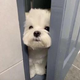 戴戴爱宠的法拉帝