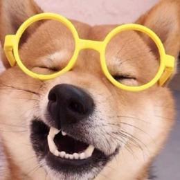 小郭的狗市故事