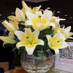 陌上燕燕观世界