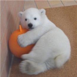 春秋是小伙熊猫头