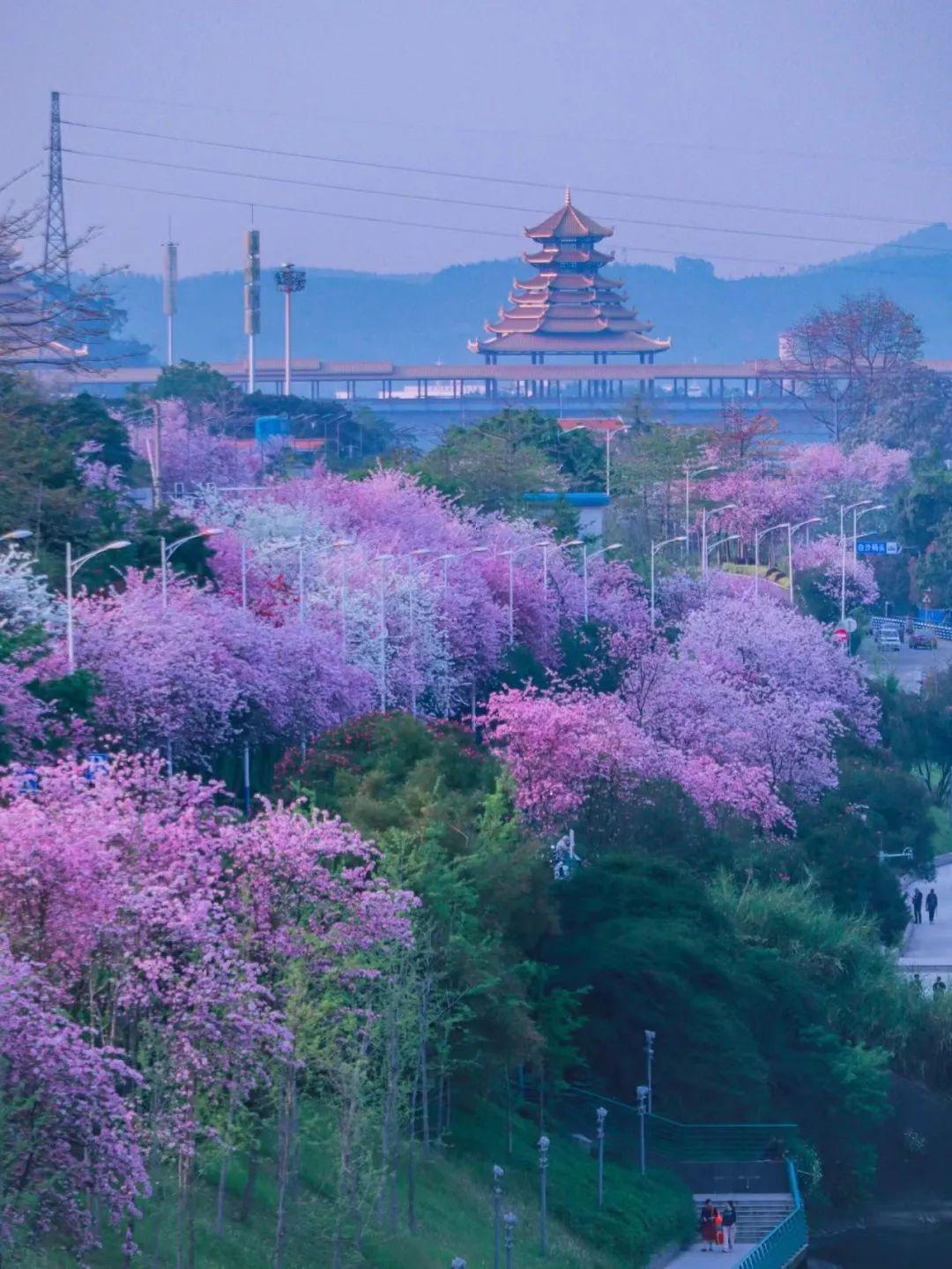 0元逛遍整座城市紫荆花海惊艳全国嗦粉更是第一柳州现在来正好