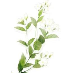 好一朵纯白的茉莉花