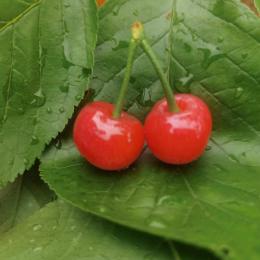 吃葡萄皮吐葡萄