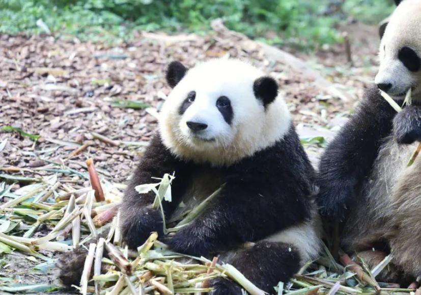 临沂动物园熊猫图片