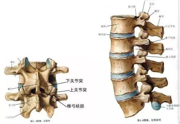 关节突关节解剖图图片