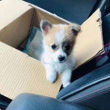 有只柯基叫可乐本人