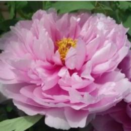 牡丹花开好运来