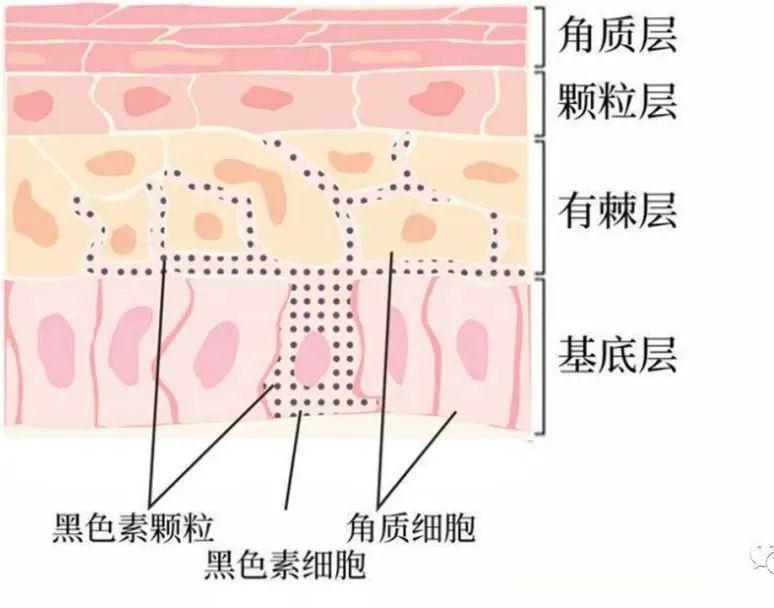 面部皮肤分为几层,你知道吗?彻底了解肌肤,才能科学美容护肤