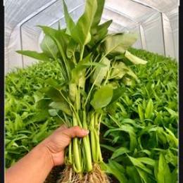 阿林分享农人生活