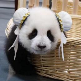 可爱胖达panda
