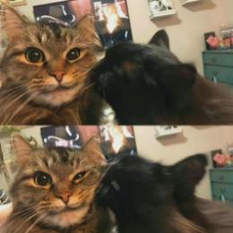 我爱青椒紫苏牛蛙