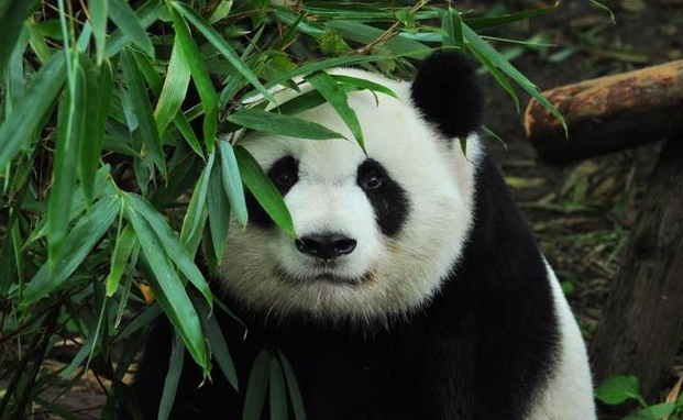 大熊猫珍喜图片